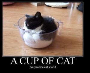 A Cup of Cat