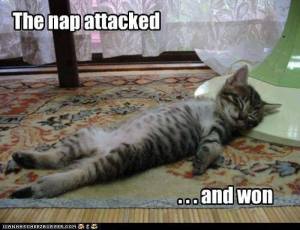 The Nap Attacked