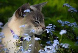 Smelling the Flowers Along the Way