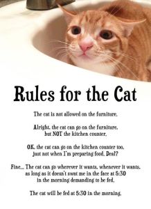 Rules For the Cat