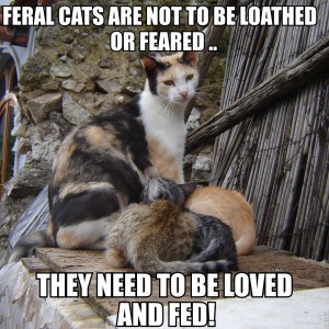 Feral Cats