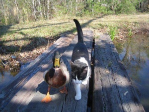Duck Friend