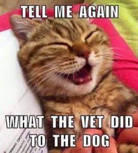 Vet Did to the Dog