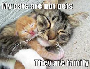My Cats Are Family