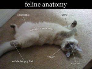 Feline Anatomy