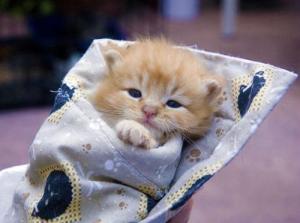 snuggly-kitten