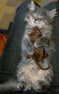 cat-hugging-mouse