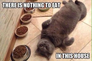 nothing-to-eat